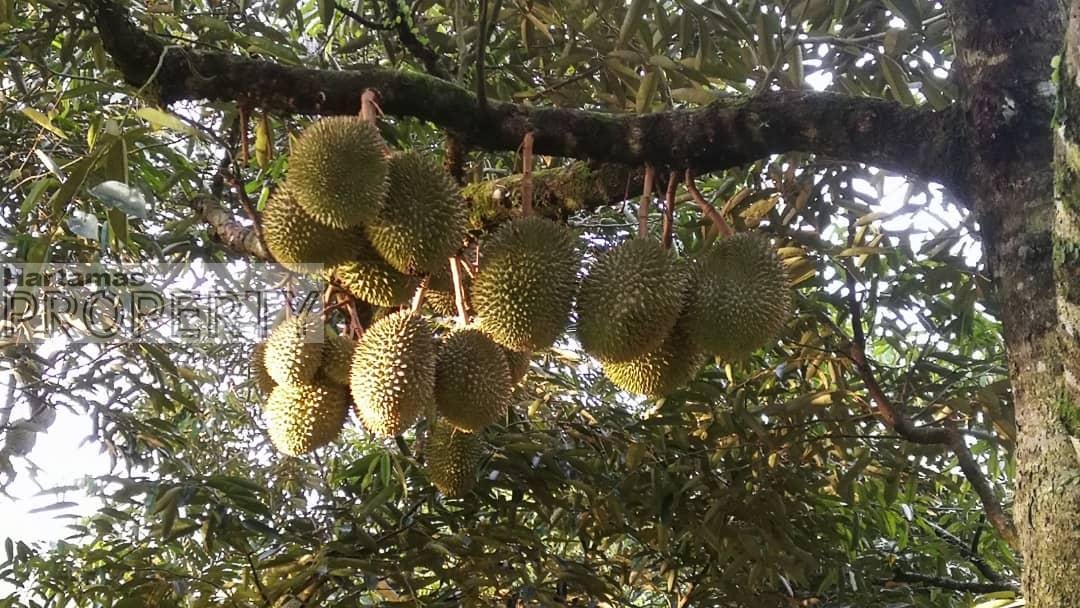 Durian Orchard @ Bentong Pahang