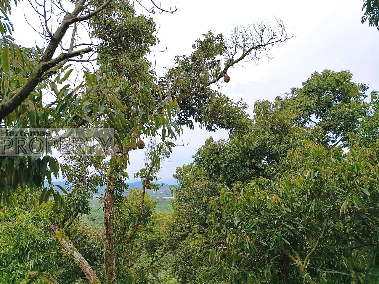 39.88 acres Penang Balik Pulau Agriculture Land for Sale