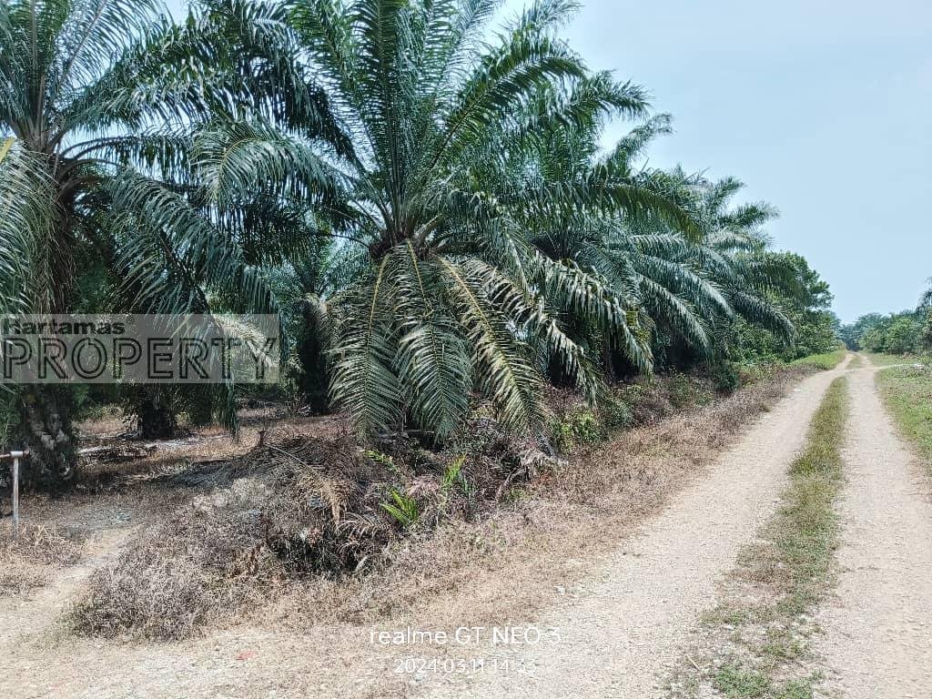 Sungai Pelek Freehold Agricultural Palm Trees Land for Sale