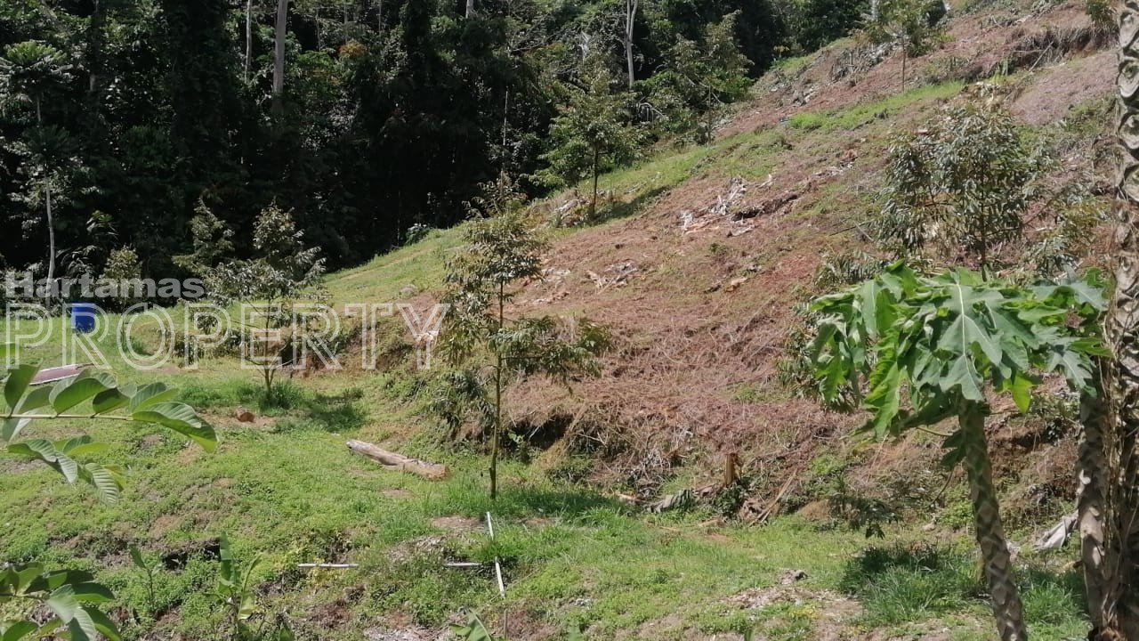Mukim Tras @ Raub Pahang Agriculture Land for Sale